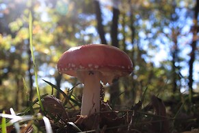 Hospedería El Pico del Fraile