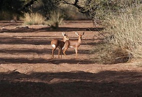 Goibib Mountain Lodge