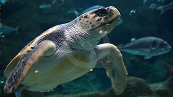 Villiana Holiday Apartments