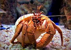 Villiana Holiday Apartments