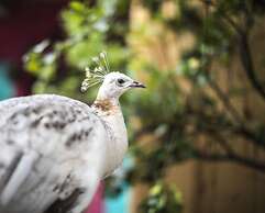 Hotel Museo Mayan Inn de Guatemala