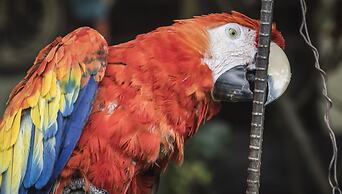 Hotel Museo Mayan Inn de Guatemala