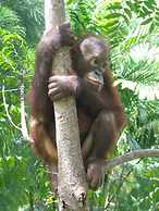 Sepilok Jungle Resort