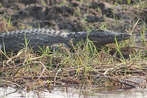 Ndhovu Safari Lodge - Campground