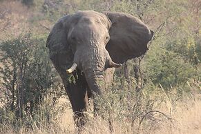 Ndhovu Safari Lodge - Campground