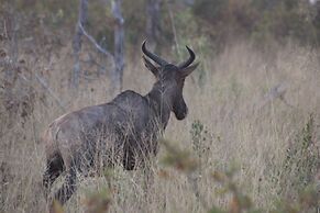 Ndhovu Safari Lodge - Campground