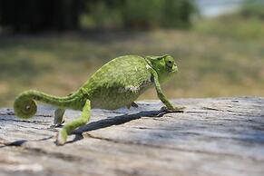 Ndhovu Safari Lodge - Campground