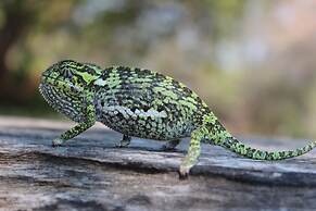 Ndhovu Safari Lodge - Campground