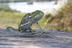 Ndhovu Safari Lodge - Campground