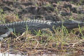 Ndhovu Safari Lodge - Campground