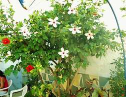 Apollonia Apartments