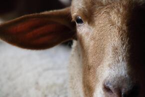 The Inn At Honey Run