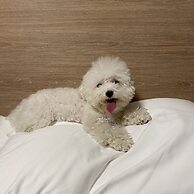 Phoenix Resort Pyeongchang