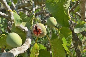 Swellendam Country Lodge