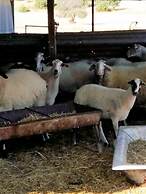 Romios Holiday Apartments