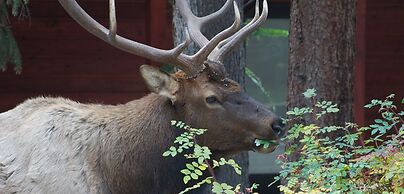 Boulder Brook on Fall River