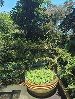 Ambong Rainforest Retreat