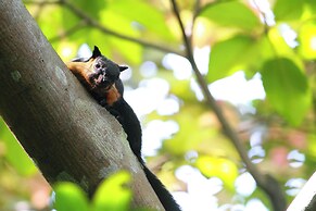 Ambong Rainforest Retreat