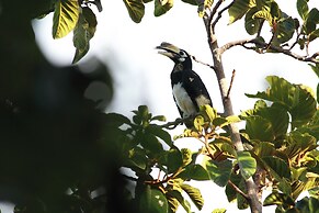 Ambong Rainforest Retreat