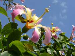 La Dolce Vita Residence