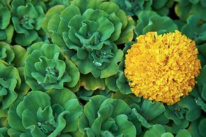 Komaneka at Rasa Sayang