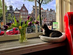Tulip of Amsterdam