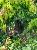 Hotel El Icaco Tortuguero