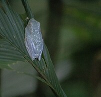 Hotel El Icaco Tortuguero
