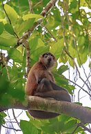 Hotel El Icaco Tortuguero