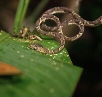 Hotel El Icaco Tortuguero