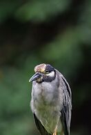 Hotel El Icaco Tortuguero