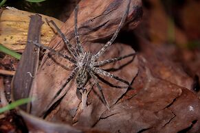 Hotel El Icaco Tortuguero