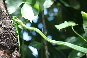 Hotel El Icaco Tortuguero