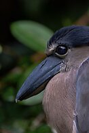 Hotel El Icaco Tortuguero
