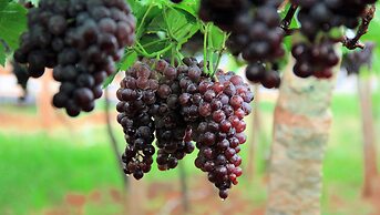 Punarjani Ayurvedic Resorts