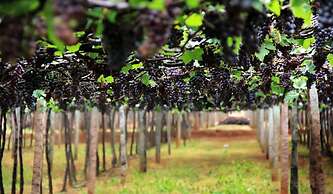 Punarjani Ayurvedic Resorts