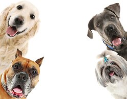 Little Creek Cove Beachfront Resort