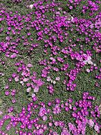 Country Manor Motel Watkins