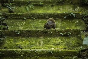 The Great Roots Forestry SPA Resort