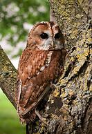 Falcons Nest