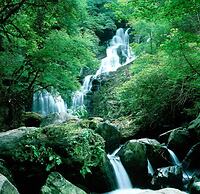 Ardree House Bed & Breakfast