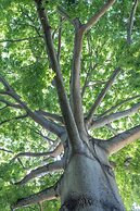 Mbweni Ruins & Gardens