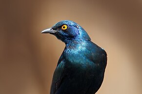 Arebbusch Travel Lodge