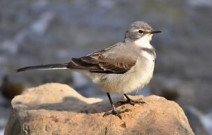 Arebbusch Travel Lodge