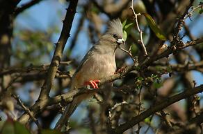 Arebbusch Travel Lodge