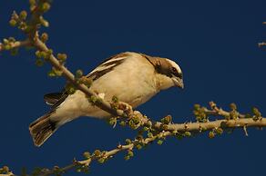 Arebbusch Travel Lodge