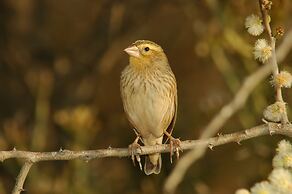 Arebbusch Travel Lodge