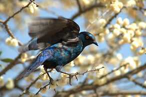 Arebbusch Travel Lodge