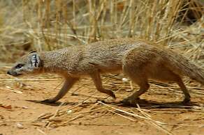 Arebbusch Travel Lodge