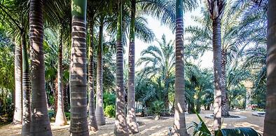 El Palmeral de Madaria